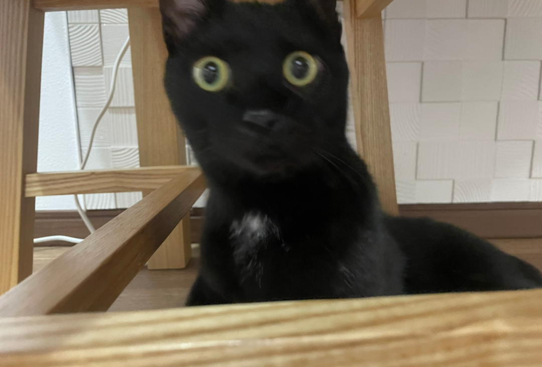 给猫拍了一组照片,猫看后瞪着眼骂了三天... 给猫拍了一组照片,猫看后瞪着眼骂了三天...