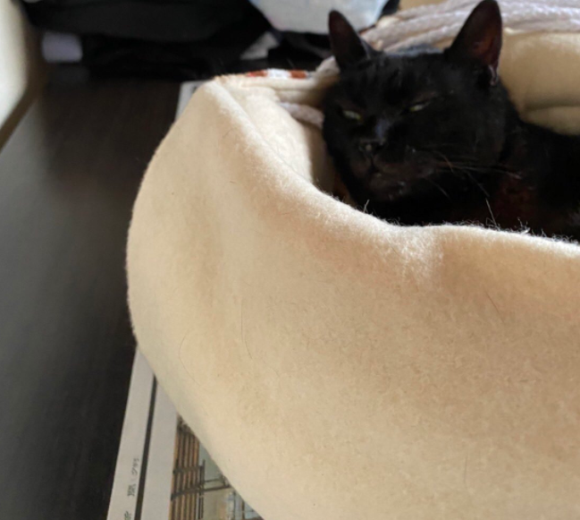 给猫拍了一组照片,猫看后瞪着眼骂了三天... 给猫拍了一组照片,猫看后瞪着眼骂了三天...