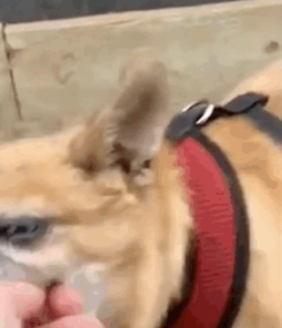 网友看见一个吉娃娃准备上前撸,结果…狗:“爱我没结果!” 网友看见一个吉娃娃准备上前撸,结果…狗:“爱我没结果!”