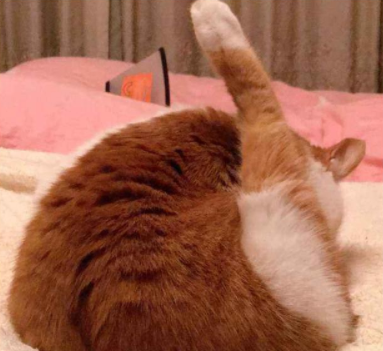 深夜看到我家的猫:诶,哪儿来的大鸡腿! 深夜看到我家的猫:诶,哪儿来的大鸡腿!