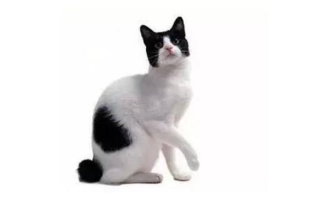 日本短尾猫不用猫砂怎么办？这篇文章给你答案！