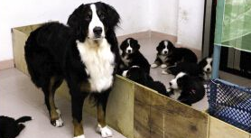 英雄伯恩山犬妈妈一胎生下11只小崽