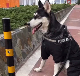 主人家带著二哈散散步，一不留神就要它溜了，寻找它时被这行为笑翻
