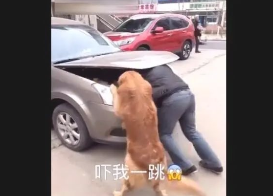 主人家修车,金毛狗狗使坏,結果主人家又气又难堪! 主人家修车,金毛狗狗使坏,結果主人家又气又难堪!