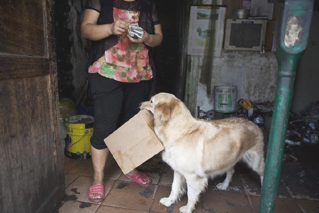 金毛每日自身在街上捡废品赚钱,则是为了更好地照料独居生活老人赚钱养家! 金毛每日自身在街上捡废品赚钱,则是为了更好地照料独居生活老人赚钱养家!
