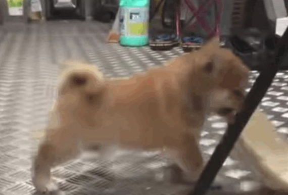 柴犬为了更好地用餐施展使出浑身解数，层出不穷，铲屎官：我服输