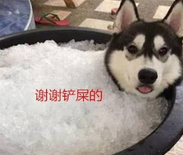 为了更好地阻拦哈士奇撕家,主人把它埋在冰凉,半小时后感觉大事不妙了 为了更好地阻拦哈士奇撕家,主人把它埋在冰凉,半小时后感觉大事不妙了
