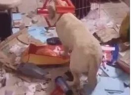 狗狗把家分解成垃圾场,椅子还套在狗头上,主人气炸了! 狗狗把家分解成垃圾场,椅子还套在狗头上,主人气炸了!