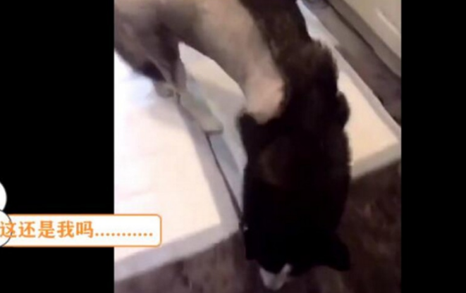 二哈遭主人一阵洗吹剪,造型设计让它猜疑狗生,之后丢人再见了母犬了 二哈遭主人一阵洗吹剪,造型设计让它猜疑狗生,之后丢人再见了母犬了