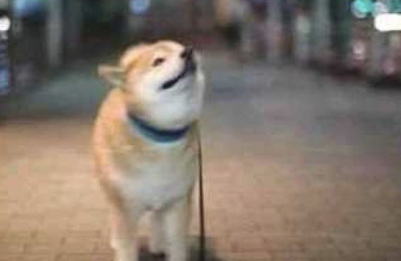 主人想给柴犬照相,它不愿被拍就拼了命旋转身体,陀螺图片修炼成仙了没有? 主人想给柴犬照相,它不愿被拍就拼了命旋转身体,陀螺图片修炼成仙了没有?