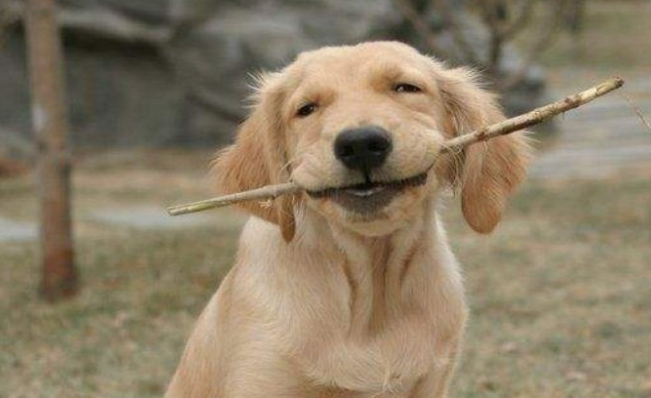 为何都说金毛不可以当警犬？回答你很有可能出乎意料