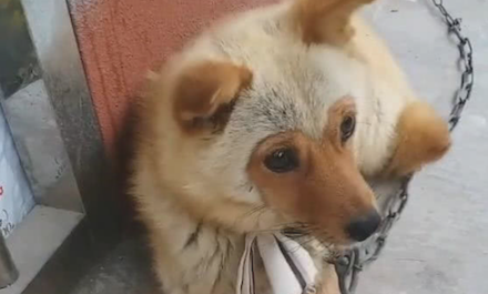 乍一看是小猴子，细心一看是狗狗，杨戬：悟空对哮天犬干了哪些？