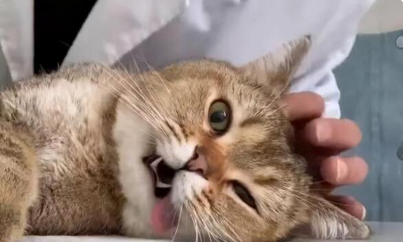 猫咪增肥发腮吃什么最好 猫咪增肥发腮吃什么最好