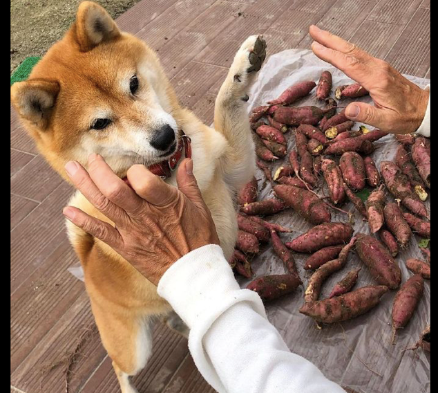 网民挖了一包装袋红薯,柴犬看到后激动的站立起来和主人拍掌:我想吃 网民挖了一包装袋红薯,柴犬看到后激动的站立起来和主人拍掌:我想吃