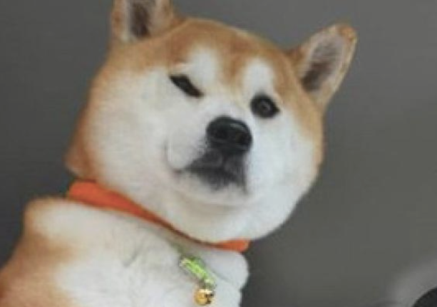 柴犬每一次乘车时，都是坐在前坐椅的护栏上