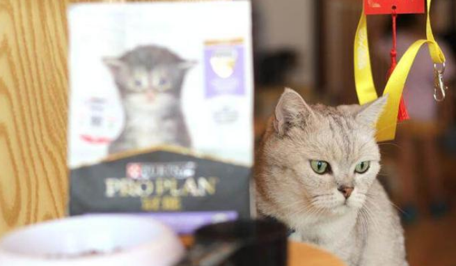 哪款猫粮能提升猫咪抵抗力,试试冠能初乳粮吧! 哪款猫粮能提升猫咪抵抗力,试试冠能初乳粮吧!