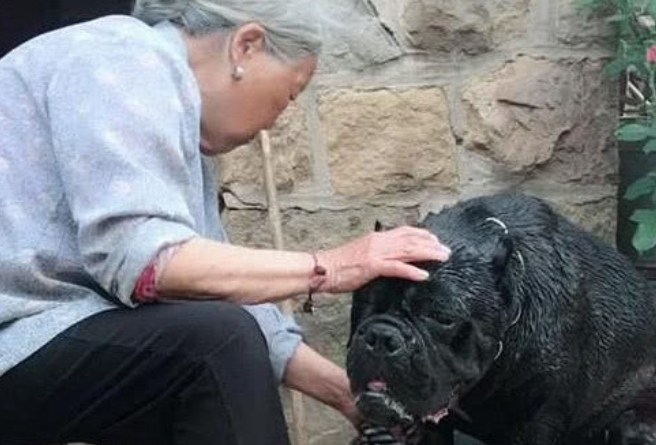 奶奶养了一只高加索犬卡斯罗，性情温和的像只小猫咪，狗：谁还不是个宝宝？