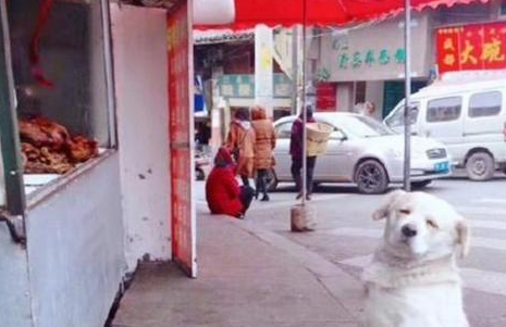 为了更好地吃肉狗狗也是豁出去了，肉摊前坐了好数钟头，主人家都笑了