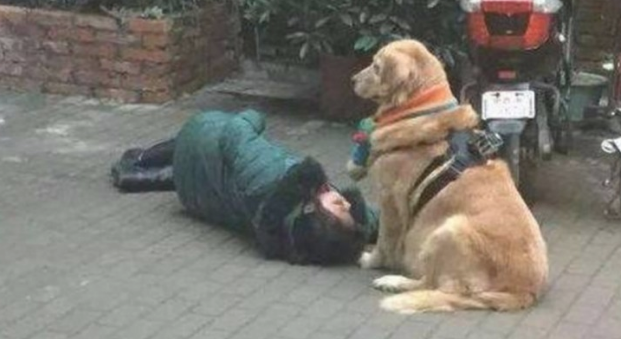 主人突然晕倒在地,金毛和萨摩耶协力主耶稣,个人行为打动过路人! 主人突然晕倒在地,金毛和萨摩耶协力主耶稣,个人行为打动过路人!