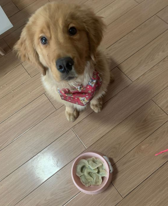 好不可把金毛狗狗养大,现如今却要和它分离,内心很舍不得 好不可把金毛狗狗养大,现如今却要和它分离,内心很舍不得