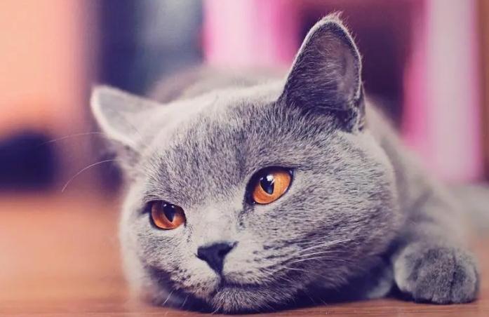 猫咪鼻孔两侧有黑色的结痂是什么原因 猫咪鼻孔两侧有黑色的结痂是什么原因