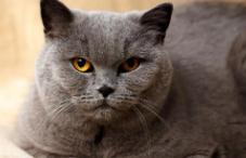 猫草有什么功效与作用 猫草有什么功效与作用