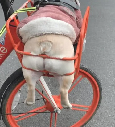 男人骑单车带狗回家，一路上吸睛率极高，仔细观看狗狗的样子笑喷！