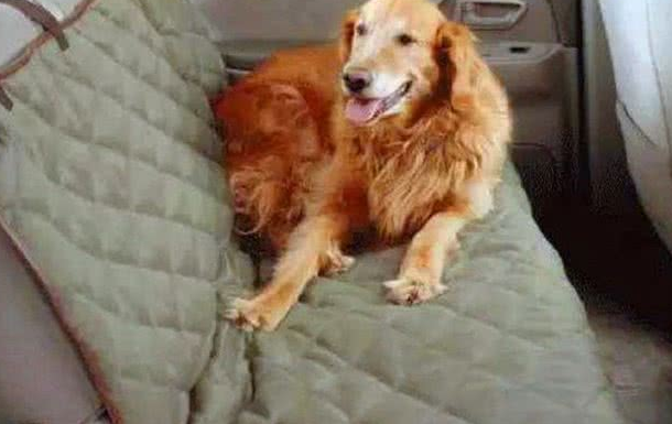 国庆带爱犬自驾游,6件物品别忘带,让你安稳享受美好假期! 国庆带爱犬自驾游,6件物品别忘带,让你安稳享受美好假期!