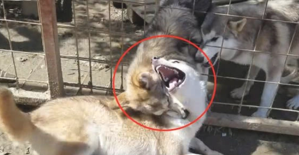 二哈碰到一群狼犬，给我哈哥一个面子