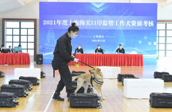 60条狗狗参与资质证书考核，“海关国境小卫士”停产不断训