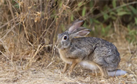 中国野兔的寿命有多长？不清楚的快来看看！