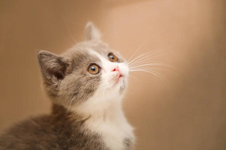 猫咪突然很粘人怎么回事