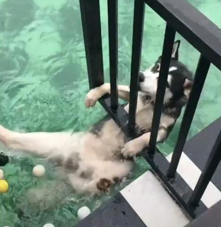 哈士奇被丢入游泳馆，靠港的那一瞬间，姿势把人笑翻！