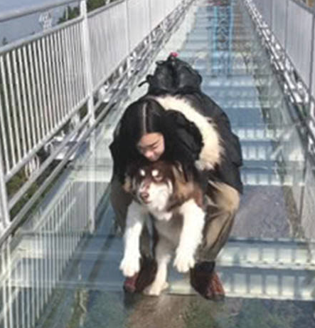 女人去走高空玻璃桥,本想带着狗狗帮助练胆,結果却让她悲痛欲绝 女人去走高空玻璃桥,本想带着狗狗帮助练胆,結果却让她悲痛欲绝