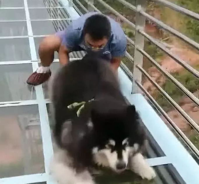阿拉斯加走玻璃栈道，超级变身一团毛线球被拉着走