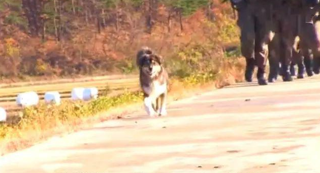 流浪犬闯进部队后，被送到十公里外收容所，狗狗却跑回家坚持参军入伍