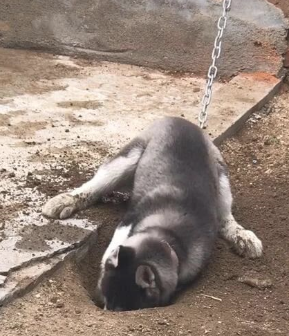 哈士奇玩命撕家，主子把它拴在院子里，下班了见到这幕肠子都悔青了！