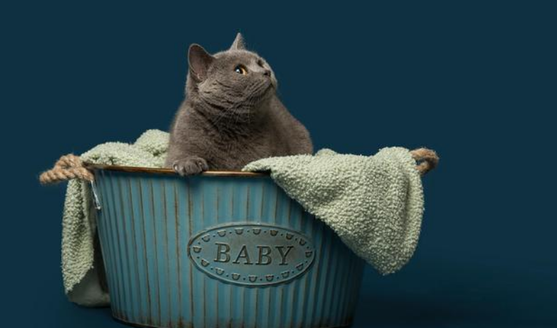 迪尤克猫粮质量怎么样 迪尤克猫粮质量怎么样