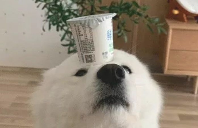 萨摩耶一脸严肃认真头上酸牛奶,却被母亲照相捉弄,夹心糖:有点儿兴奋 萨摩耶一脸严肃认真头上酸牛奶,却被母亲照相捉弄,夹心糖:有点儿兴奋