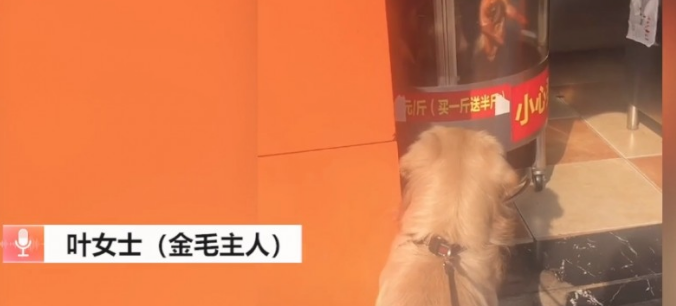 馋痛哭！重庆一狗狗蹲烤鸭店前痴望20分鐘，同意买鸡给它才走