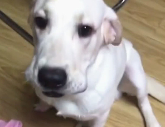 狗狗偷食披萨被抓包，主人一句话，狗狗吓得立刻呕吐出去