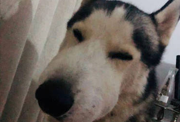 二哈深夜哼哼唧唧,主人家怪异醒来查询,乍眼见去被小模样笑翻天