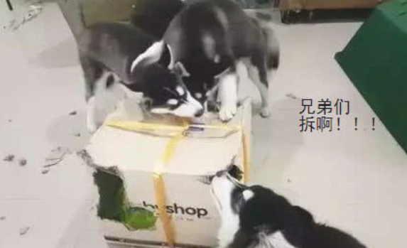 哈士奇生了一窝6只娃后主人高兴得骄傲自满三个月后主人宣布破产了 哈士奇生了一窝6只娃后主人高兴得骄傲自满三个月后主人宣布破产了