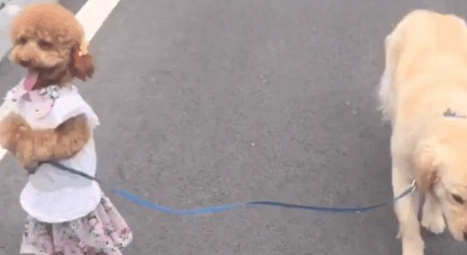 泰迪牵着自己家的拉布拉多外出溜达,这没一会就被看热闹了! 泰迪牵着自己家的拉布拉多外出溜达,这没一会就被看热闹了!