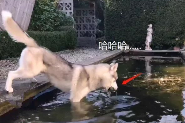 二哈没脑子吗？玩具球掉进蓄水池会如何做，觉得物理学比我好呀