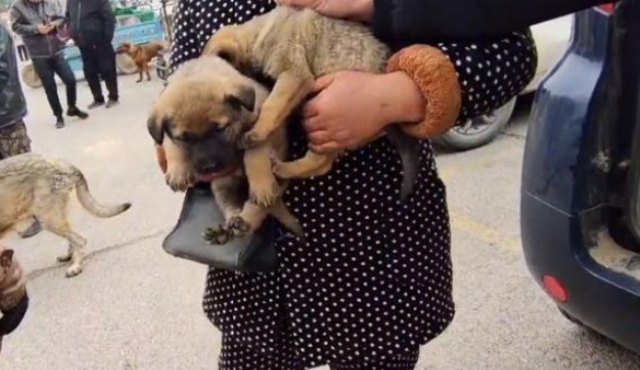 小狗还在车里嗷嗷直叫，正在哺乳的狼青一家都被送上了狗肉车