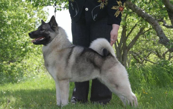 挪威猎麋犬是只对主人忠诚吗 挪威猎麋犬是只对主人忠诚吗