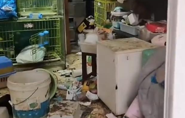 10只猫相处了2个月，解封后上海女子回到店里，满地狼藉却是欣喜