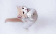 猫传腹检查报告怎么看