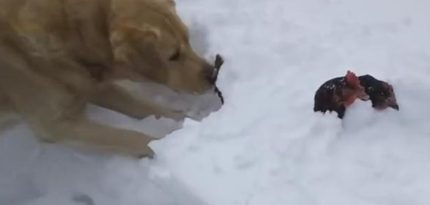 下雪把二只鸡埋藏了,动也动不上,金毛全力刨雪救鸡场景感人至深